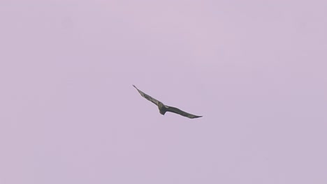 Red-Kite-Bird-Of-Prey-Soaring-Against-Pink-Skies