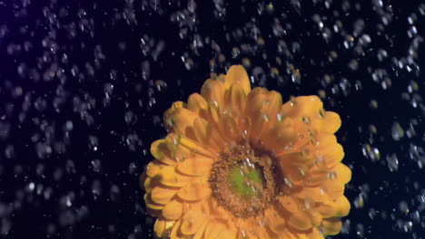 water droplets falling on yellow flower, nature animation