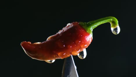 zoom en el disparo de pimienta roja con gotas de agua en él, cambiando el efecto de luz