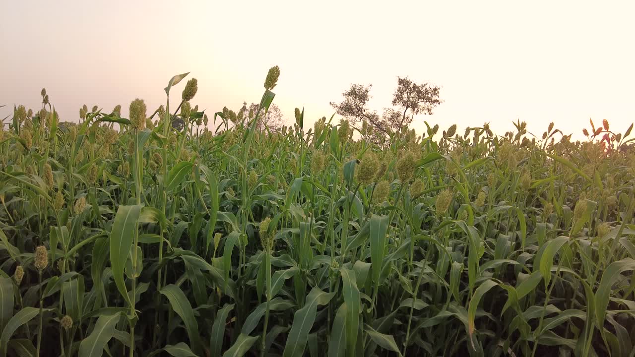 el cultivo de jowar se balancea con el viento mientras la cámara se desliza en una mañana temprana en india