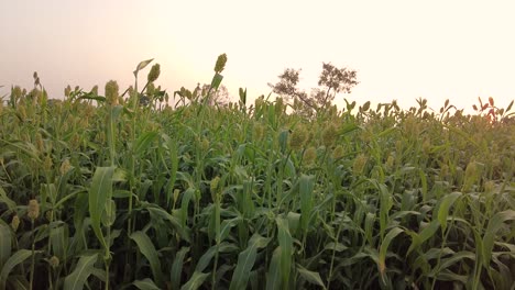 Jowar-Crop-sways-in-the-wind-as-the-camera-slides-across-on-a-early-morning-in-India