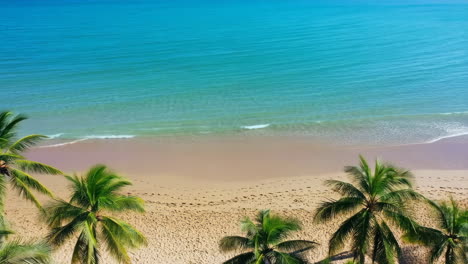 aerial view of tropical beach with palm trees and clear blue water