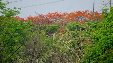 árbol de arce a vista de pájaro