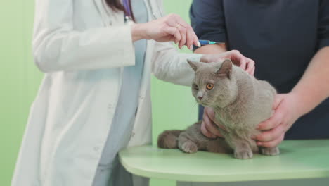 veterinary examination of a british shorthair cat