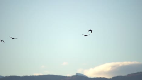 Imágenes-En-Cámara-Lenta-De-Pájaros-En-Vuelo