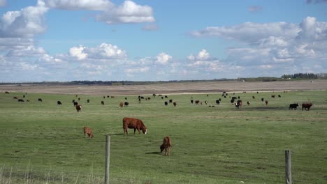 Slow-motion-pan-of-cattle-grazing-in-a-grassland-of-Alberta,-Canada