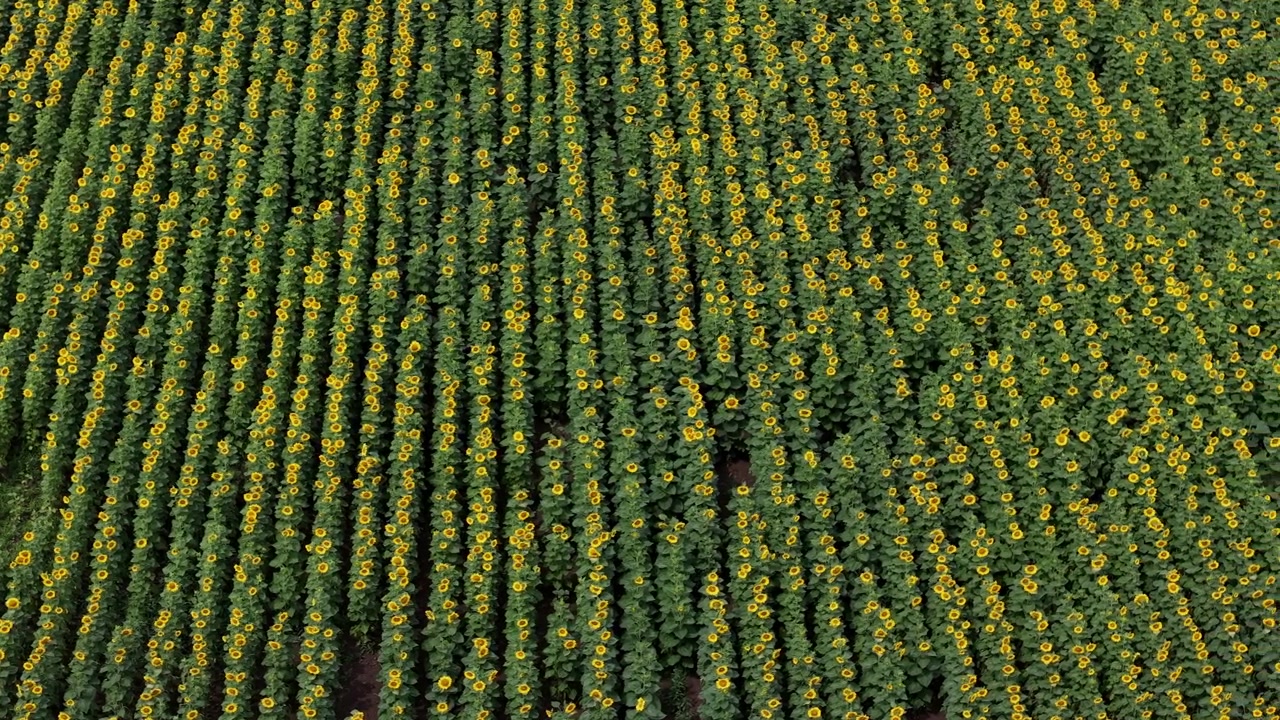 Una prospettiva aerea da drone mostra file di girasoli gialli che crescono in un vasto campo, evidenziando motivi geometrici agricoli