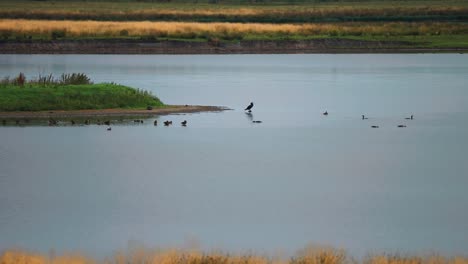 Una-Bandada-De-Pequeñas-Ofertas-De-Aguas-Negras-En-El-Lago