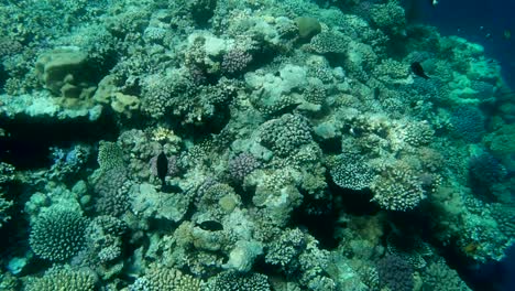 colourful tropical coral reefs