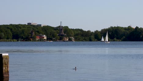 los países bajos kralingse plas con velero, patos y tradicional viejo molino de viento holandés