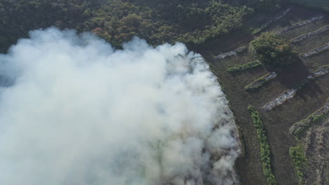 cultivos agrícolas ardiendo cerca del peligro forestal
