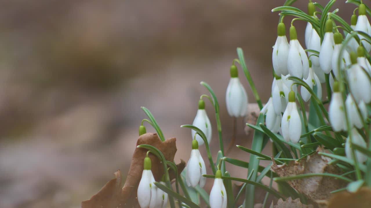 I bucaneve sono i primi a fiorire.