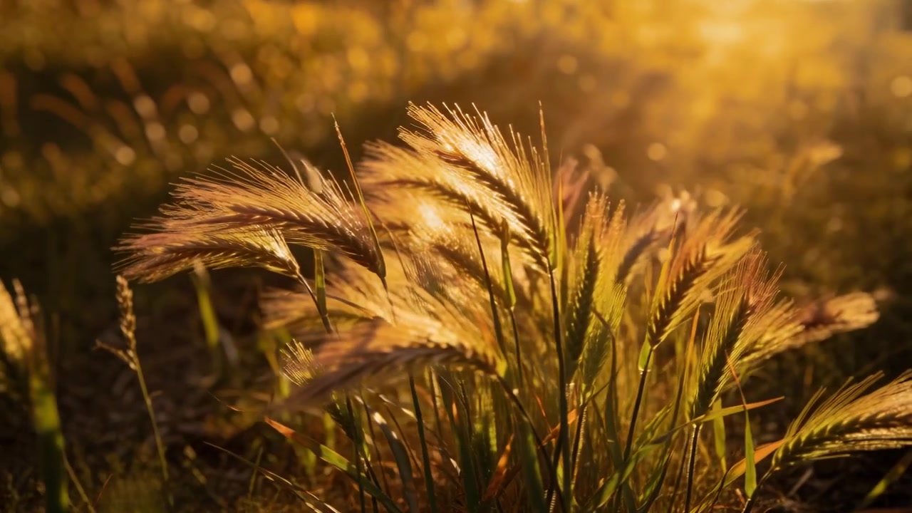 Zwaaiende pluk vederachtig weidegras dat zaadhoofden waaiert onder gouden zonnestralen, met windvlagen