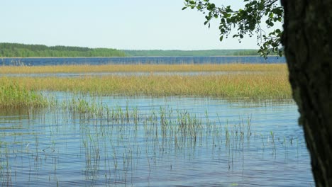 hermosa vista de la orilla del lago usma en un día soleado de verano, islas distantes con un bosque verde exuberante, paisaje rural, costa con juncos distantes, plano medio ancho