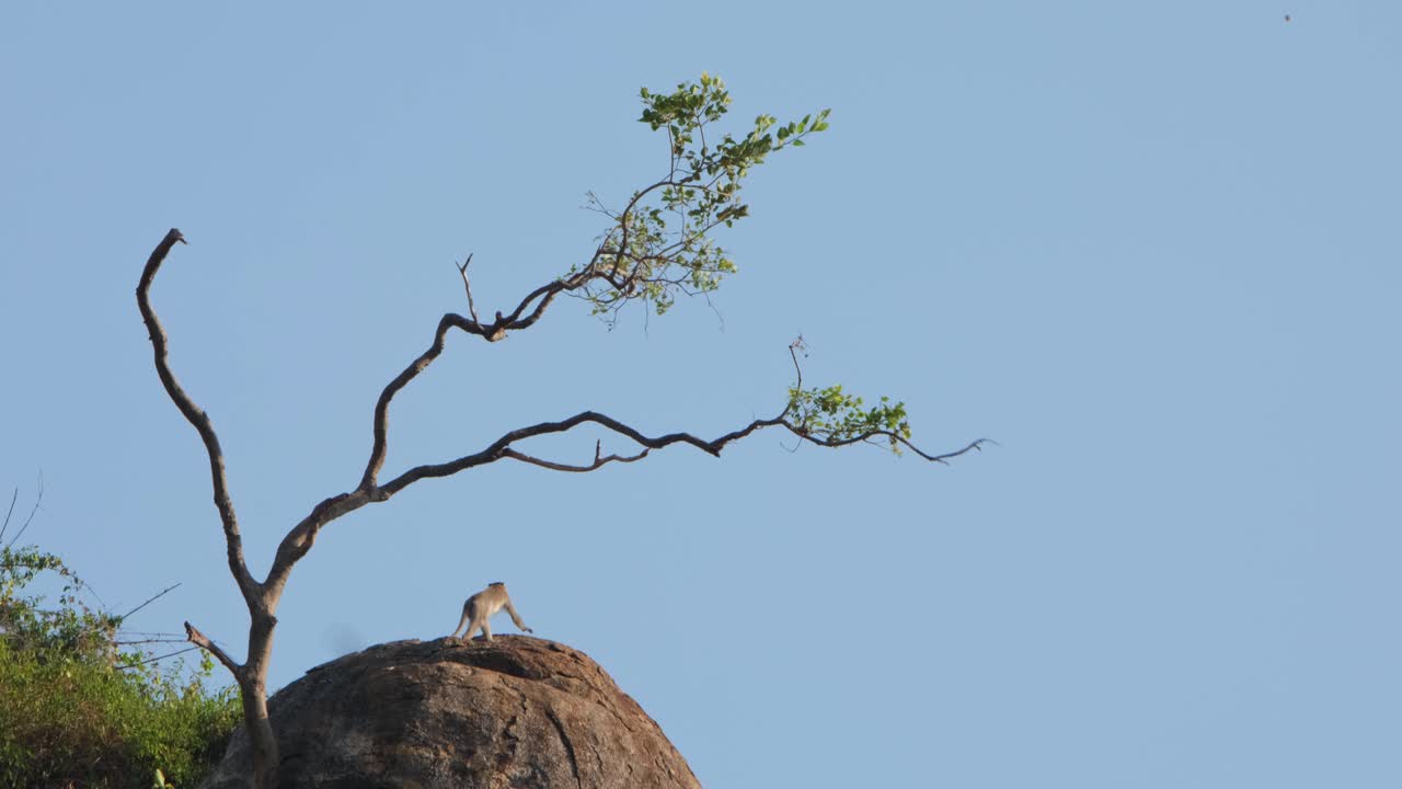나무에서 놀고 나서 바위에서 내려오는 크래브를 먹는 마카크 (macaca fascicularis)