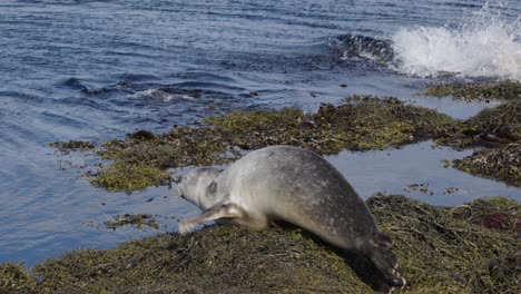 Scared-harbor-seals-crawl-into-blue-water-lake-from-old-seaweed-pile,-Iceland