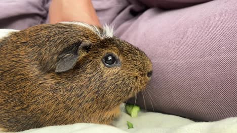 guinea pig feeding time