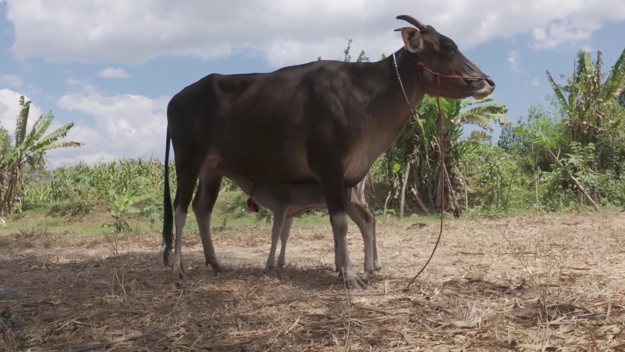 Vitello che allatta dalla mucca madre in un campo rurale