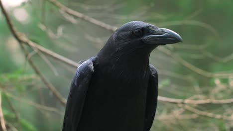 Black-raven-with-large-beak-looking-out-for-prey.-Wild-animal-in-natural-habitat