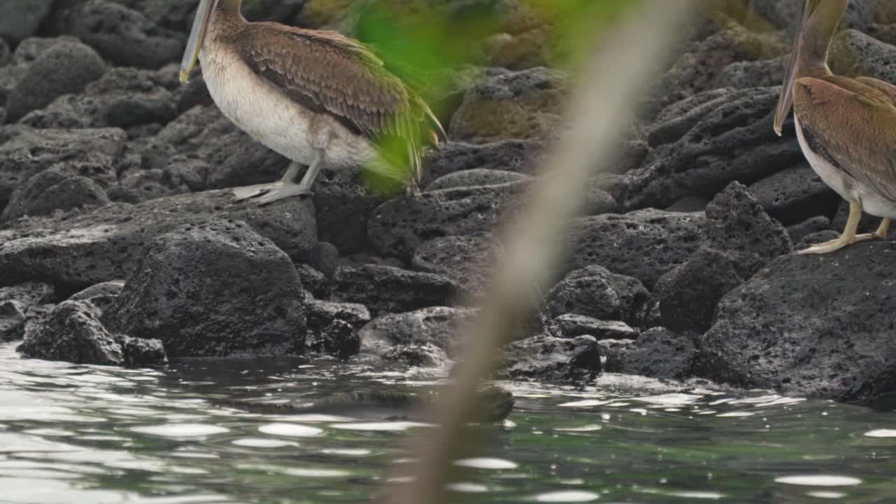 Galapagos Pelicans and Marine Iguana