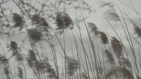 the reed moves in the wind