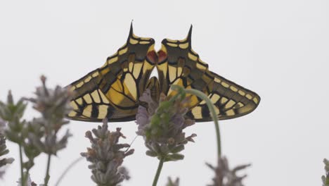 fotografía macro de una mariposa cola de golondrina recién eclosionada en la lavanda