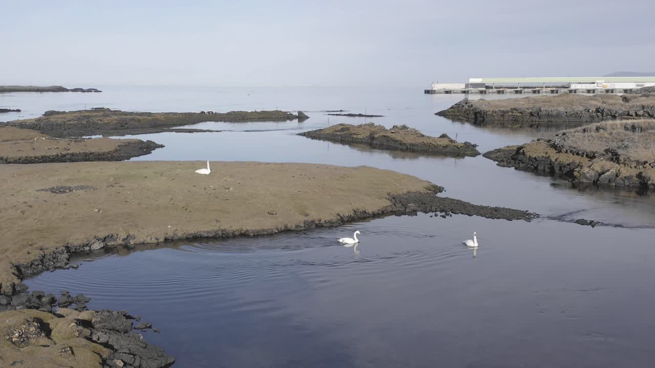 cisnes flotando en aguas tranquilas de islandia creando ondas en la superficie