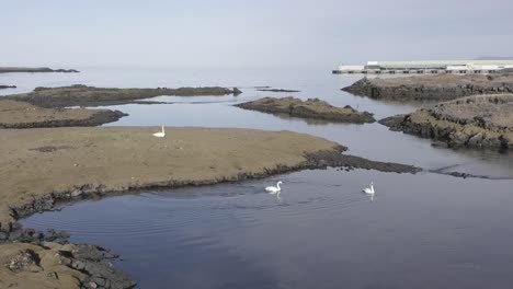 Schwäne,-Die-In-Ruhigem-Isländischem-Wasser-Schwimmen,-Erzeugen-Kräuselungen-Auf-Der-Oberfläche