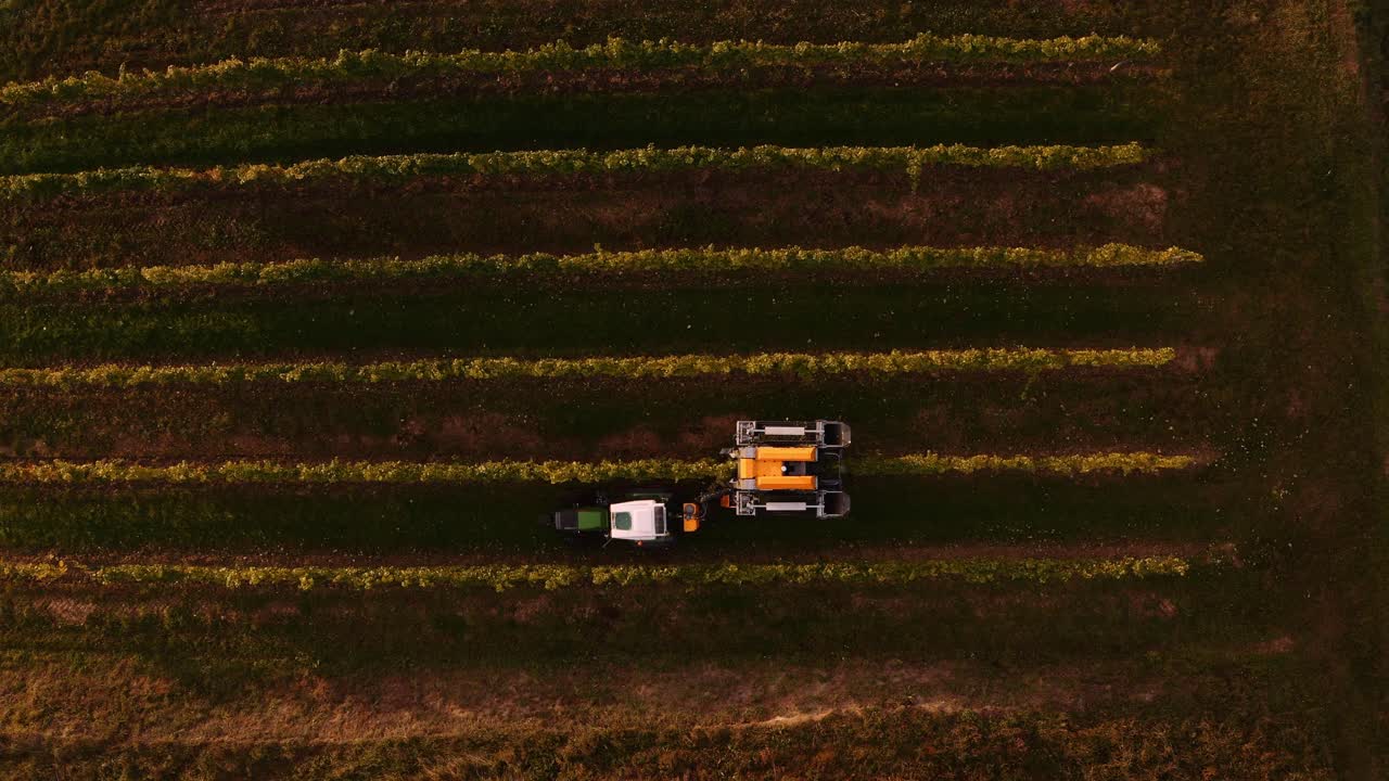 vista aérea de la cosechadora mecánica cosechando una hilera de viñedos
