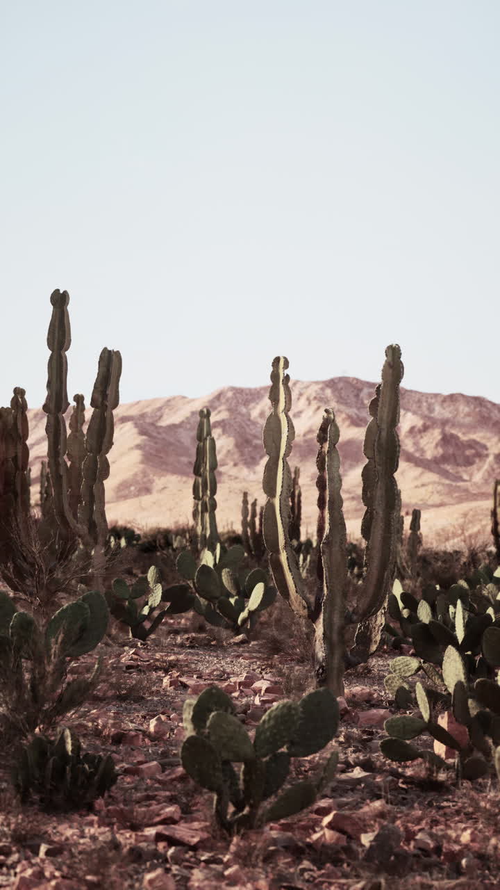 los cactus altos crecen en un paisaje desértico seco