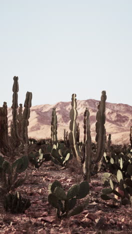 tall cacti grow in a dry desert landscape