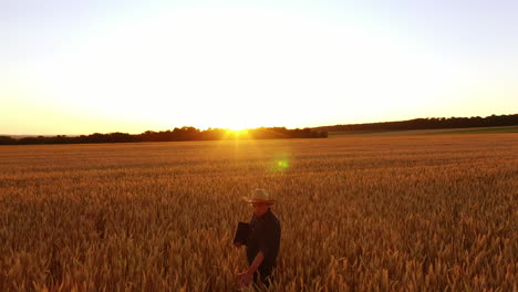 senior man in wheat field. farmer touching his crop in golden wheat field