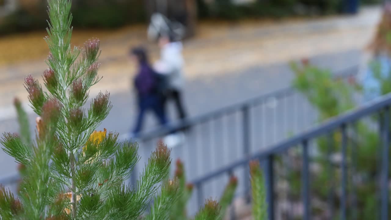 소나무 뒤에서 는 흐릿한 사람들