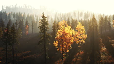 autumn forest sunrise