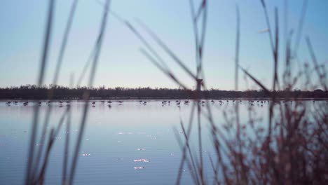 Peaceful-flamingos-and-pink-floyds-on-a-lake-in-summer,-on-a-sunny-day-with-blue-sky