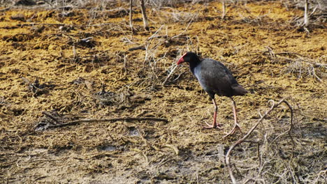 a swamphen, also known as pukeko, is walking around a geothermal landscape in new zealand