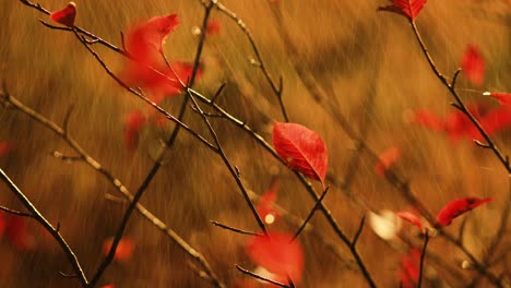 autumn rain close-up