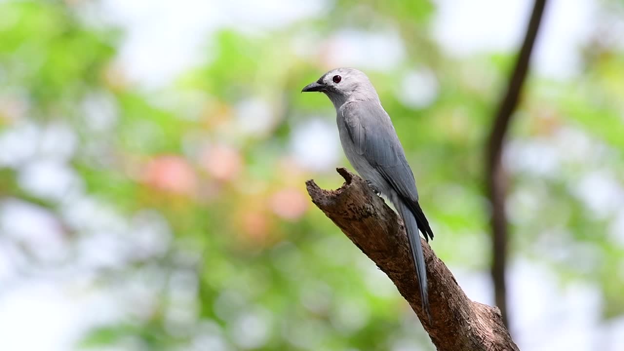 ashy drongo는 사람이나 동물이 닿기에는 멀고 곤충을 쉽게 잡아먹을 수 있는 가지에 높이 앉는 것을 좋아하는 태국으로의 촌스러운 정규 이주자입니다.