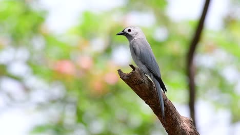 灰<unk>龍 (ashy drongo) 是泰國的一種常規遷徙動物,它喜歡高處坐在樹枝上,樹枝可能遠離人類或動物,容易脫離和捕捉昆蟲.