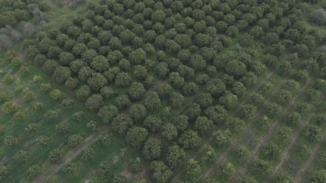 volando sobre los huertos verdes
