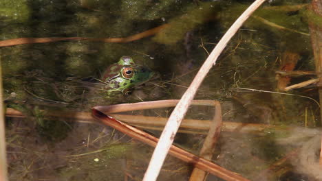 Rana-Manchada-Verde-En-La-Superficie-Del-Agua-En-El-Pantano-De-Humedal-De-La-Tarde-Dorada