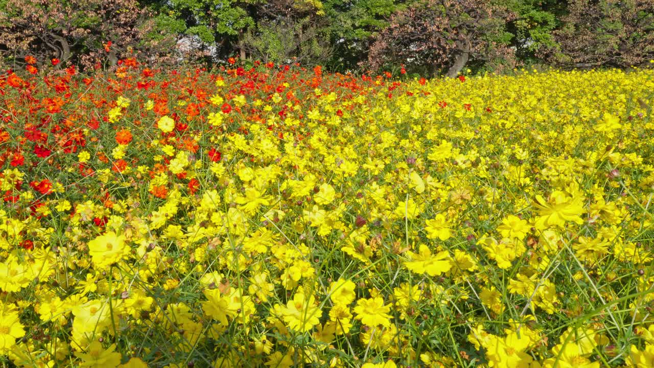 A striking split view of a vibrant yellow cosmos field merging with a section of orange and red cosmos flowers under bright autumn sunlight. A colorful and dynamic natural display.