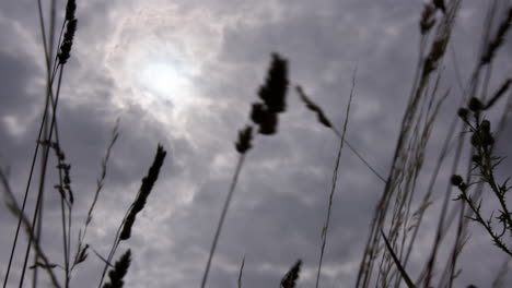 airplane flying over a field under a cloudy sky