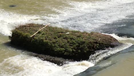 stream with grass in the middle of the river