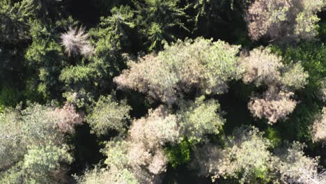 Drohnenaufnahmen-Vom-Wald-In-Bosnien-Mit-Mavic-2-Pro