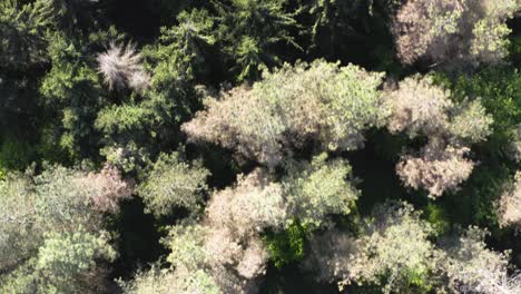 imágenes de drones del bosque en bosnia con mavic 2 pro
