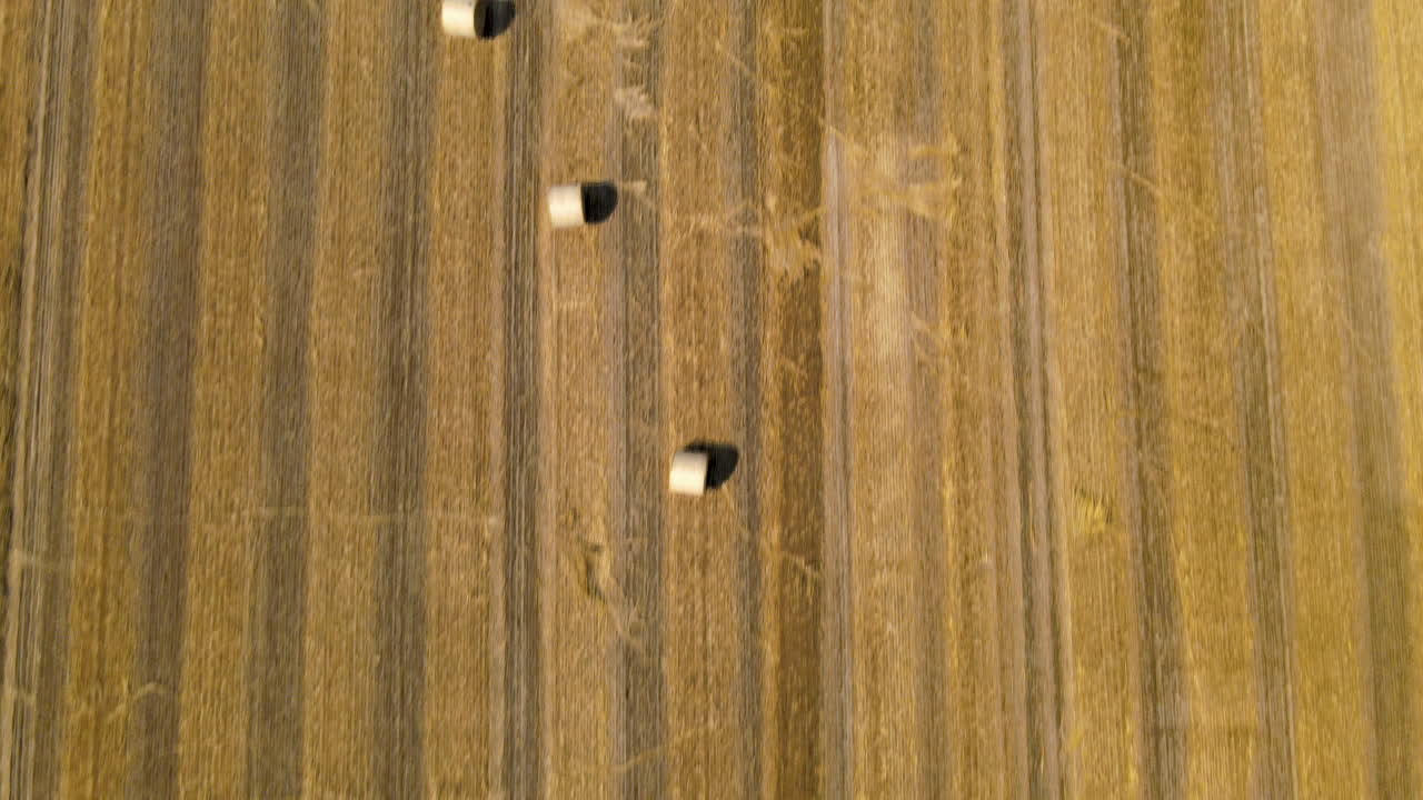 vista de pájaro de arriba hacia abajo de los campos de balas de heno