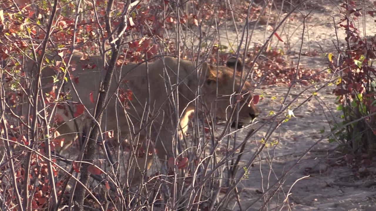 임신한 암사자와 젊은 수컷 사자가 마른 덤불 뒤에서 다가와 나머지 무리에 합류합니다.
