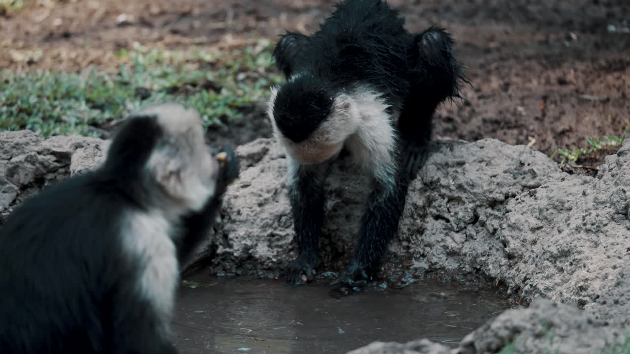 monos capuchinos comiendo y lavando comida en cuenca de roca con agua en la selva en costa rica