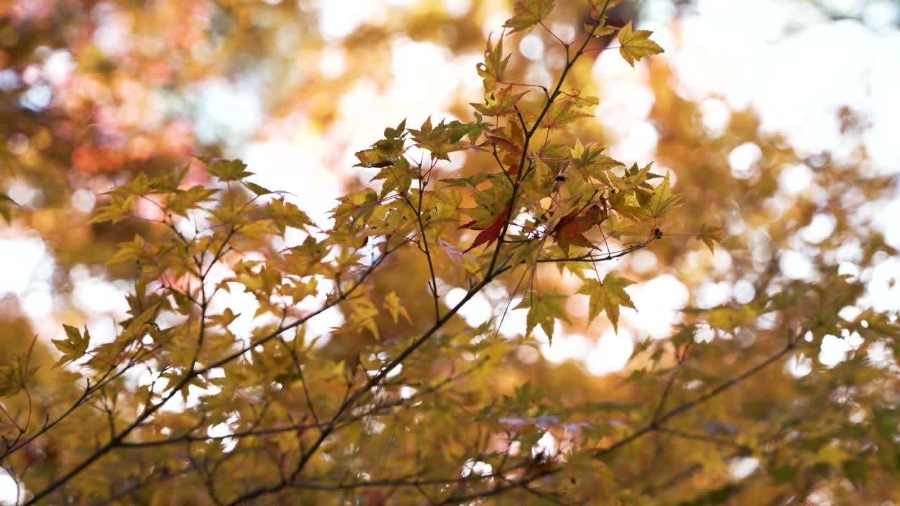 Golden leaves of a Japanese maple tree softly lit in warm autumn sunlight